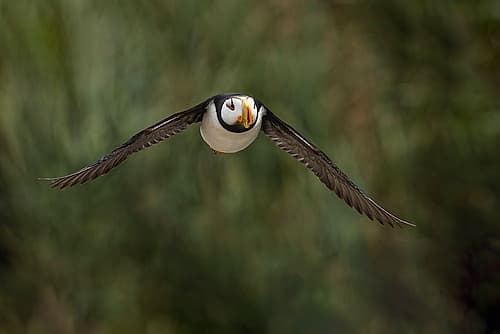 Horned puffin in flight, Alaska. Art Print